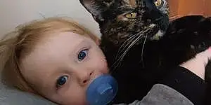 Kitten baby Ember