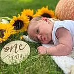 Plant, Flower, Facial Expression, People In Nature, Leaf, Happy, Grass, Fruit, Baby, Baby & Toddler Clothing, Pumpkin, Toddler, Meadow, Calabaza, Grassland, Natural Foods, Petal, Lawn, Person
