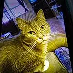 Cat, Felidae, Whiskers, Small To Medium-sized Cats, Display Device, Tabby cat, Yellow, Technology, Kitten, Screen, Electronic Device, Flat Panel Display, Photography, Gadget, Carnivore, Photo Caption, Screenshot, Computer Monitor