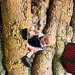 People In Nature, Wood, Plant, Trunk, Wall, Woody Plant, Leisure, Happy, Recreation, Toddler, Tree, Child, Fun, Sitting, Rock, Soil, Rope, Adventure, Sport Climbing, Shadow, Person