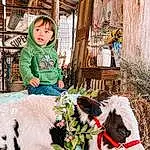 Temple, Working Animal, Toddler, Event, Flower, Happy, Tradition, Livestock, Furry friends, Leisure, Bovine, T-shirt, Child, Grass, Winter, Ox, Floral Design, Dairy Cow, Goats, Christmas, Person, Surprise