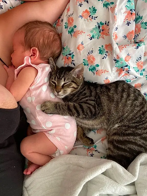 Cat, Felidae, Small To Medium-sized Cats, Skin, Child, Whiskers, Asian dog, Carnivore, European Shorthair, Domestic Short-haired Cat, Pixie-bob, Hug, Kitten, Furry friends, Dragon Li, Baby, Tabby cat, Nap, American Shorthair, Fawn, Person