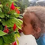 Flower, Plant, Flowerpot, Houseplant, Petal, Flowering Plant, Grass, Shrub, Annual Plant, Flower Arranging, Happy, Toddler, Floristry, Floral Design, Garden, Child, Herb, Fruit, Local Food, Leisure, Person