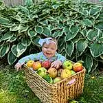 Food, Plant, Fruit, Natural Foods, Grass, Rangpur, Whole Food, Apple, Basket, Produce, Local Food, Citrus, Superfood, Rose Family, Vehicle, Garden, Ingredient, Wood, Gardening, Accessory Fruit, Person, Joy, Headwear