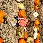 Food, Pumpkin, Cucurbita, Winter Squash, Plant, Calabaza, Orange, Squash, Natural Foods, Staple Food, Gourd, Vegetable, Fruit, Wood, Tints And Shades, Local Food, People In Nature, Produce, Whole Food, Still Life Photography, Person