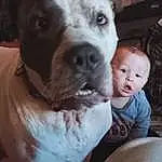 Dog, Dog breed, Carnivore, Companion dog, Fawn, Working Animal, Whiskers, Collar, Snout, Toddler, Happy, Dog Collar, Furry friends, Selfie, Canidae, Puppy love, Guard Dog, Dogo Argentino, Non-sporting Group, Person