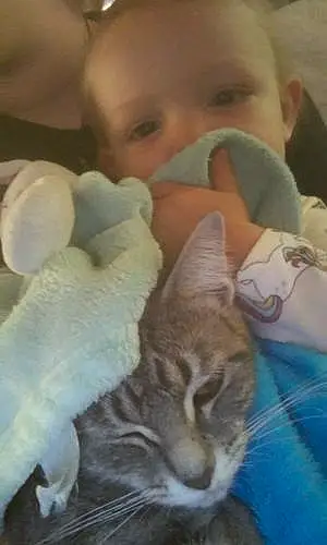Kitten baby Iris Amor