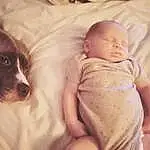Dog, Comfort, Baby, Carnivore, Companion dog, Couch, Happy, Linens, Toddler, Whiskers, Baby Sleeping, Dog breed, Bedding, Furry friends, Abdomen, Child, Flesh, Bedtime, Pillow, Toy Dog, Person