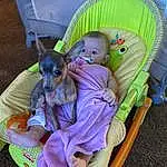 Dog, Purple, Comfort, Baby Carriage, Carnivore, Fawn, Grass, Toddler, Companion dog, Baby, Lap, Toy Dog, Toy, Baby Products, Chair, Sitting, Dog breed, Happy, Person